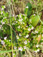 Euphrasia maximowiczii