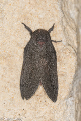 Syssphinx heiligbrodti