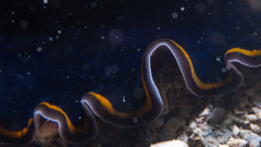 Pseudobiceros hancockanus