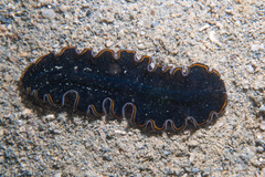 Pseudobiceros hancockanus