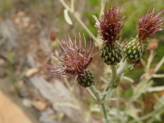 Cirsium douglasii