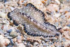 Pseudobiceros