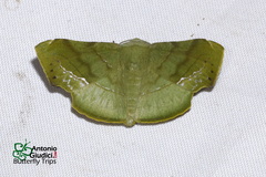 Fascellina punctata