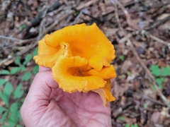 Cantharellus lateritius