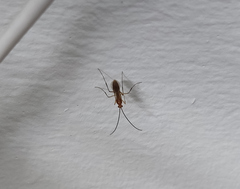 Meteorus pulchricornis