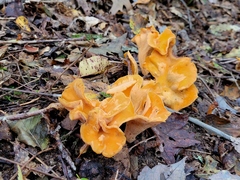 Cantharellus lateritius