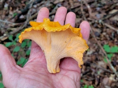 Cantharellus lateritius