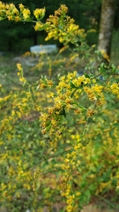 Solidago ulmifolia