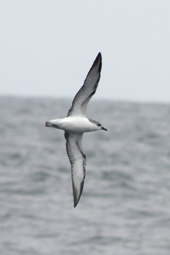 Pterodroma cookii