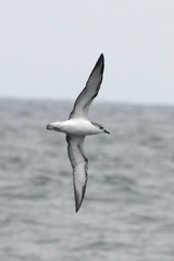 Pterodroma cookii