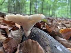 Polyporus tuberaster