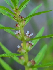 Rotala ramosior