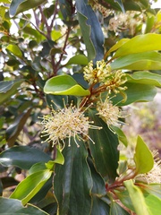 Stenocarpus comptonii