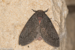 Syssphinx heiligbrodti