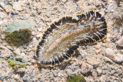 Pseudobiceros