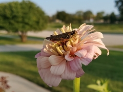 Melanoplini