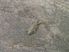 Pogona barbata