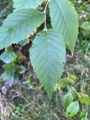Betula alleghaniensis