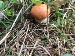 Leccinum aurantiacum