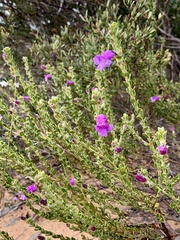 Eremophila