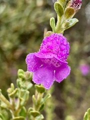Eremophila