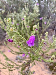 Eremophila