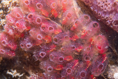 Ascidian photo 4