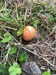 Leccinum aurantiacum