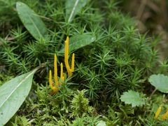 Calocera viscosa