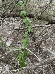 Metastelma barbigerum