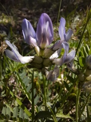 Astragalus tibetanus