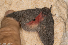 Syssphinx heiligbrodti