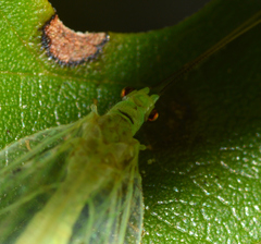 Chrysopa nigricornis