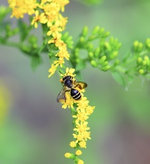 Cnemidandrena