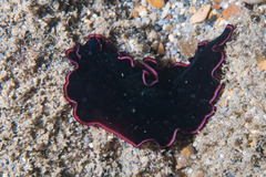 Pseudobiceros gloriosus