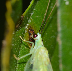 Chrysopa nigricornis