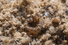 Palythoa