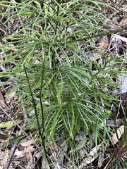 Lycopodium deuterodensum