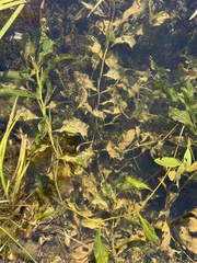 Potamogeton lucens