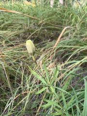 Lilium philadelphicum