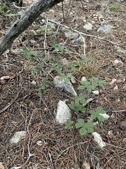 Ipomoea lindheimeri