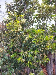 Stenocarpus comptonii