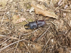 Serrognathus titanus castanicolor