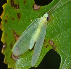 Chrysopa nigricornis