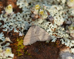 Scopula lydia