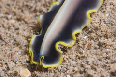 Pseudoceros paralaticlavus