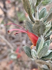 Eremophila glabra