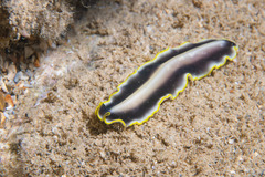 Pseudoceros paralaticlavus