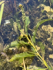 Potamogeton lucens