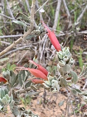 Eremophila glabra
